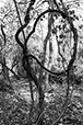 Entwined 26